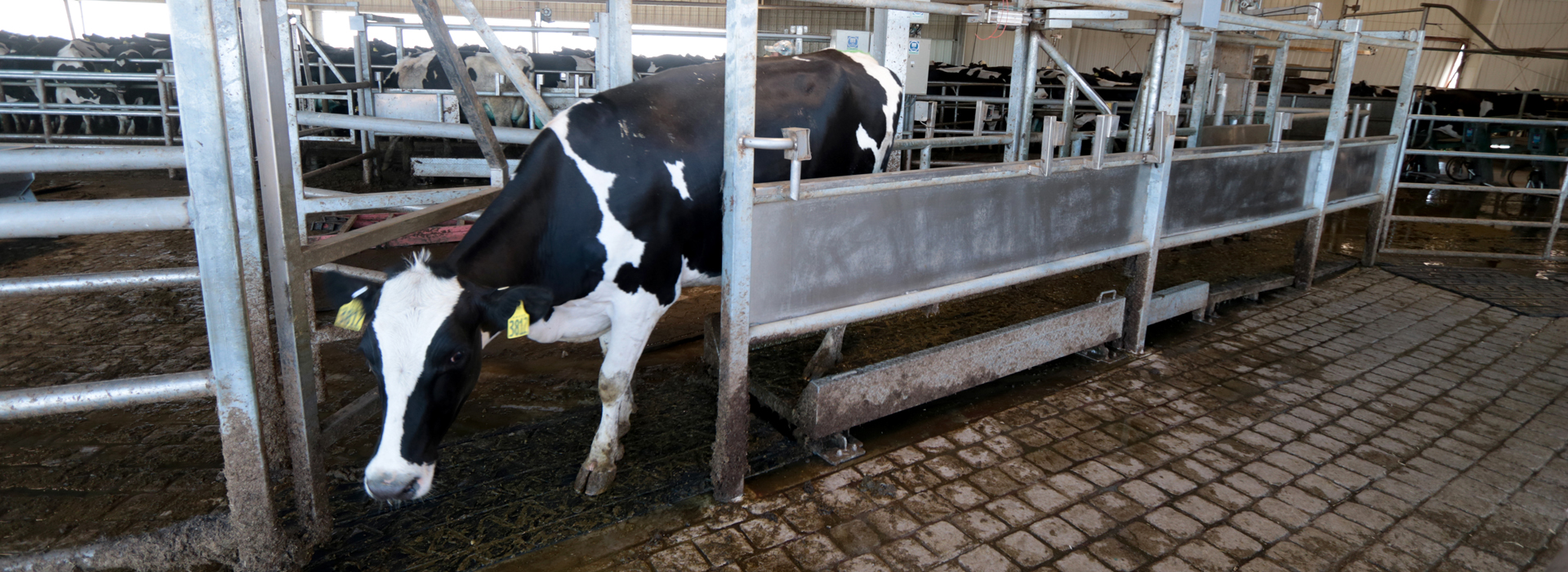 Sistema de monitoreo automático de variación de peso